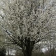 tree-blooming-in-spring-tennessee