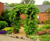 bean-arbor.jpg