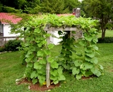 bean-trellis.jpg