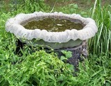 bird%20bath%20web.jpg