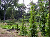 colonial-garden-photo.jpg