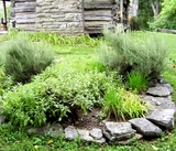 herb-gardening-nashville.jpg