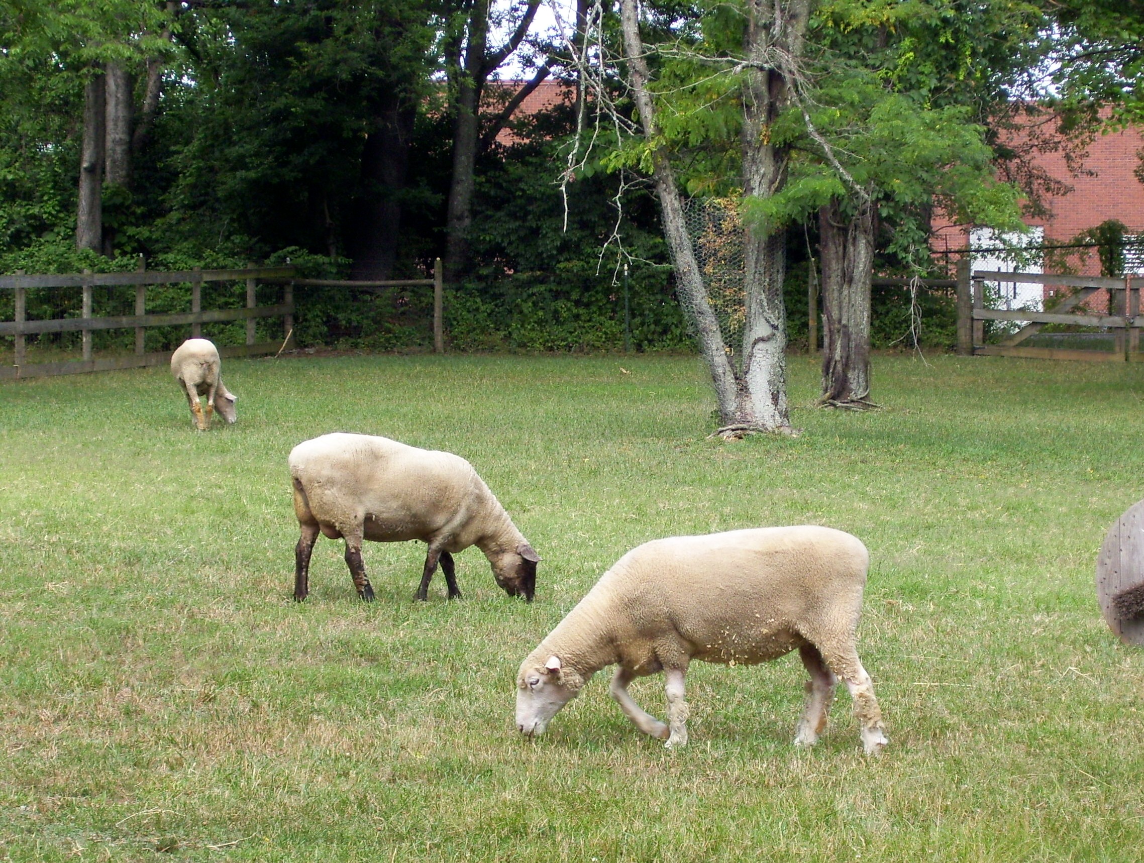 sheep from behind