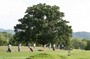 There's a golf course and driving range viewable from the roadway inside Percy Warner Park.