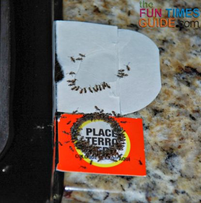 Even if you put some of the Terro liquid ant bait on a thin piece of cardboard (like the box it comes in), the ants are immediately attracted to it, will eat it, and die.