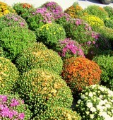 mums-for-sale.jpg