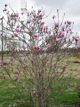 spring-blooming-plants-in-tennessee.jpg