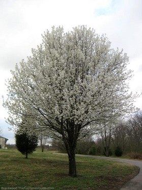 trees-blooming-in-spring-tennessee.jpg