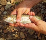 Trout Fishing Near Nashville | The Brentwood TN Guide